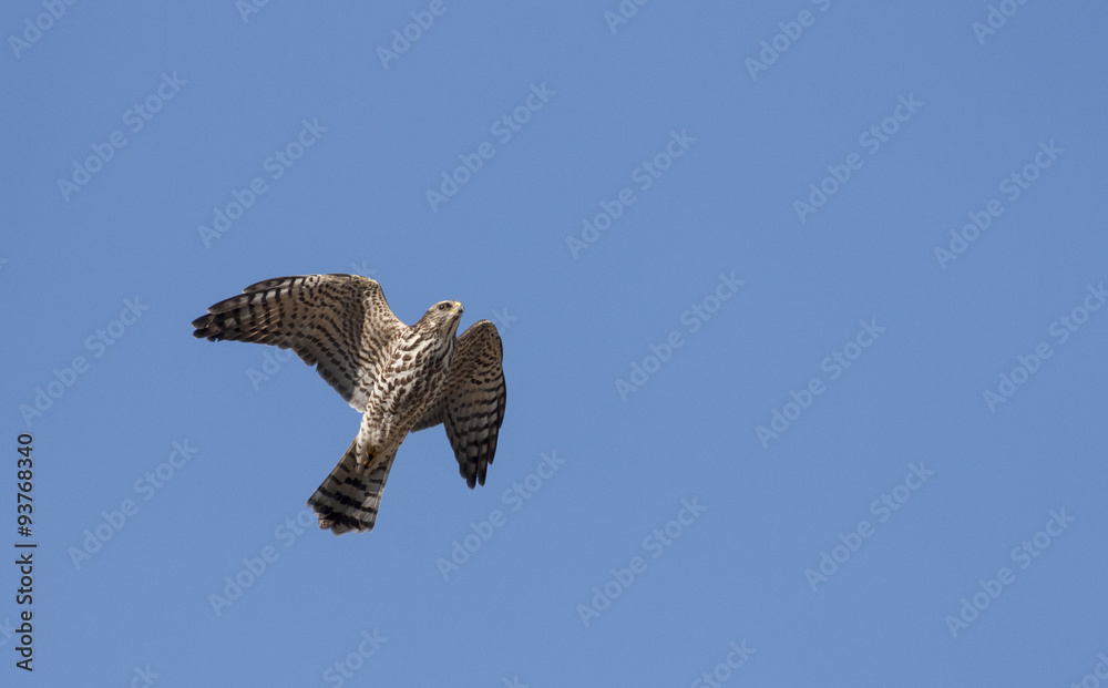 Fototapeta premium Levant Sparrowhawk (Accipiter brevipes)