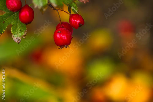 Beautiful hawthorn berries in autumn and colorful leaves.