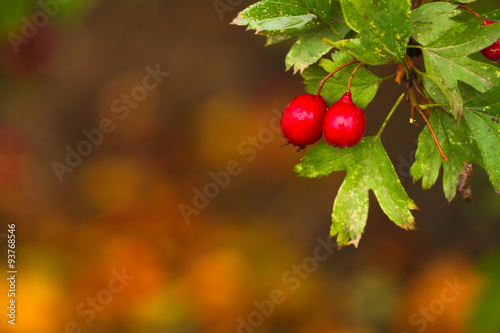 Beautiful hawthorn berries in autumn and colorful leaves.