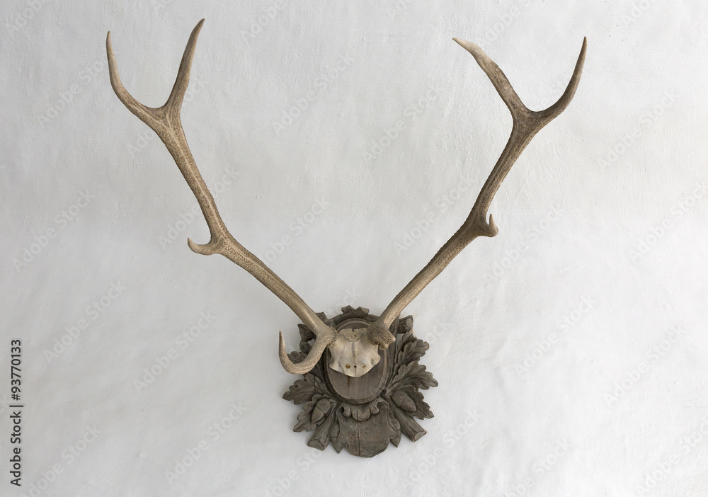 Fototapeta premium Big antlers on a white wall