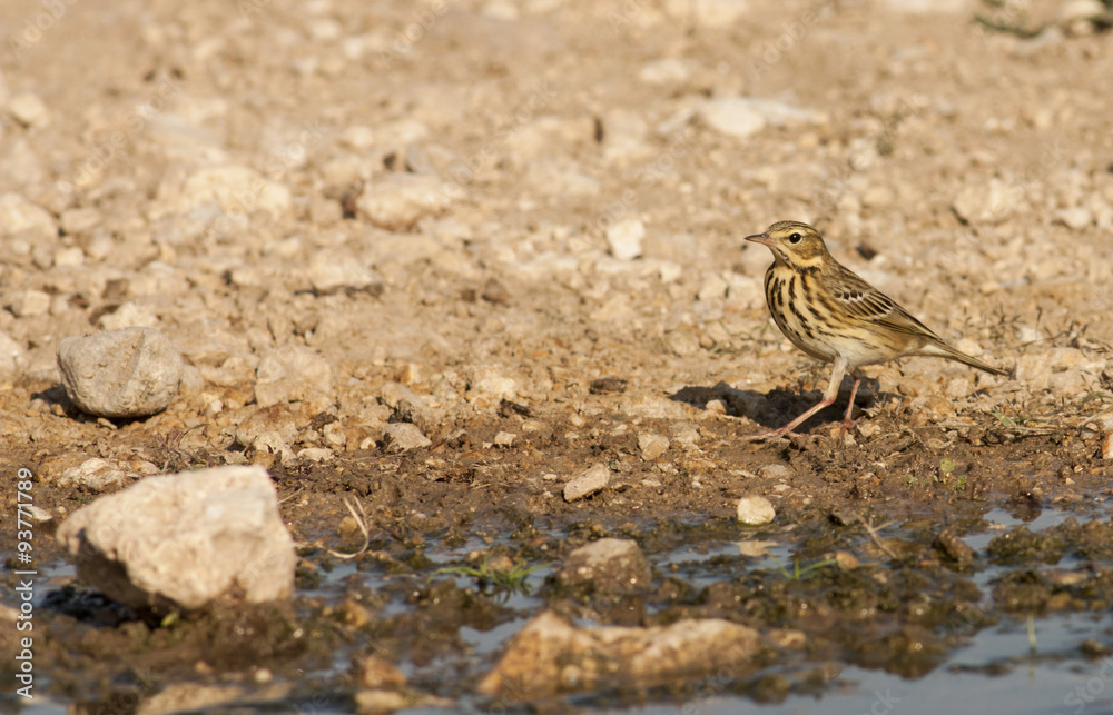 Tree pipit Tree pipit