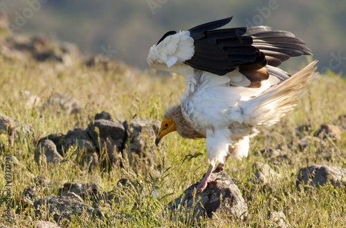Wallpaper Mural Egyptian Vulture (Neophron percnopterus) Torontodigital.ca