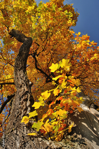 Tulip Tree (Liriodendron tulipifera)