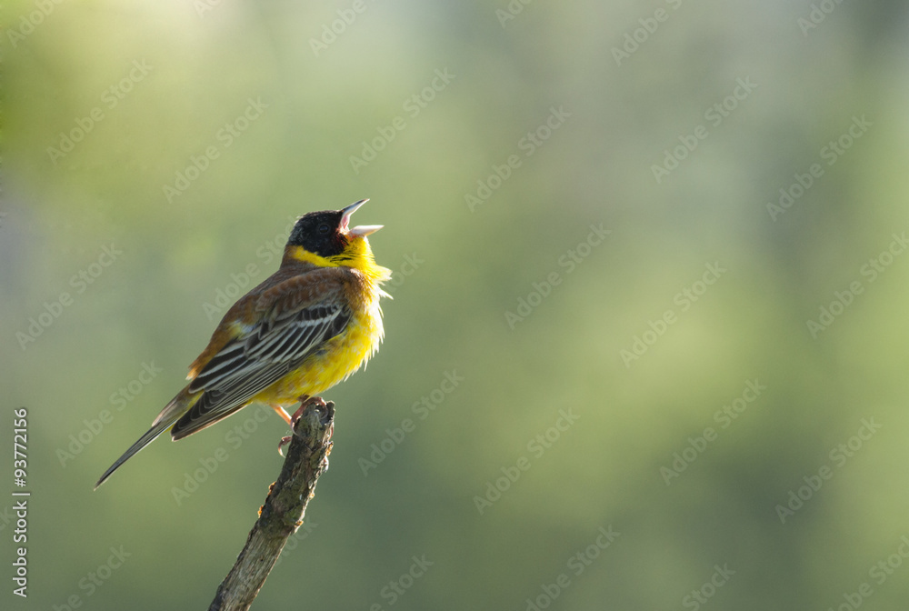 Black-headed Bunting (Emberiza melanocephala) Black-headed Bunting (Emberiza melanocephala)