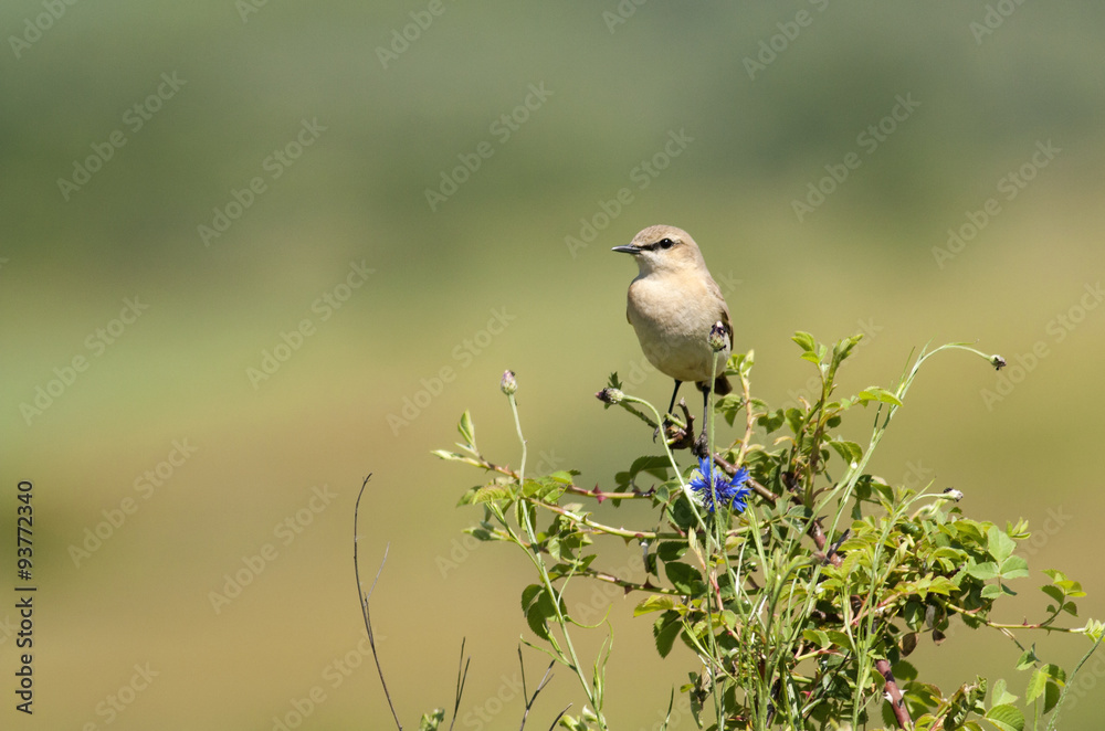 Isabelline wheatear (Oenanthe isabellina) Isabelline wheatear (Oenanthe isabellina)