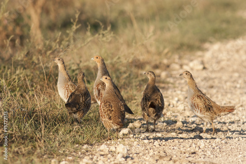 Grey Partridges (Perdix perdix)