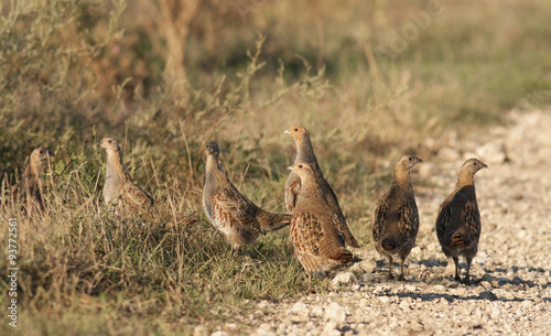 Grey Partridges (Perdix perdix)