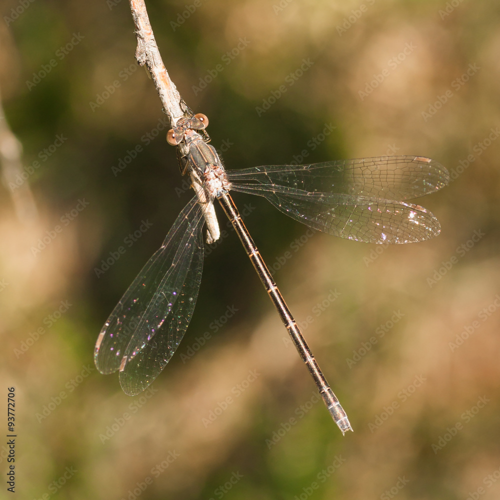 Brown Damselfly on Twig Brown Damselfly on Twig