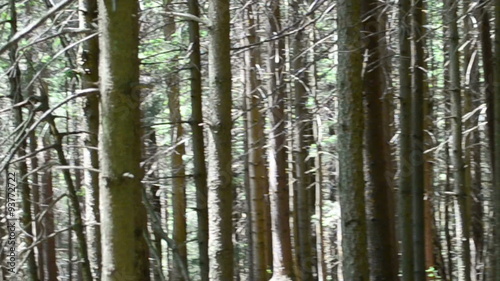 Wallpaper Mural Shooting in the mountain wood.  Torontodigital.ca