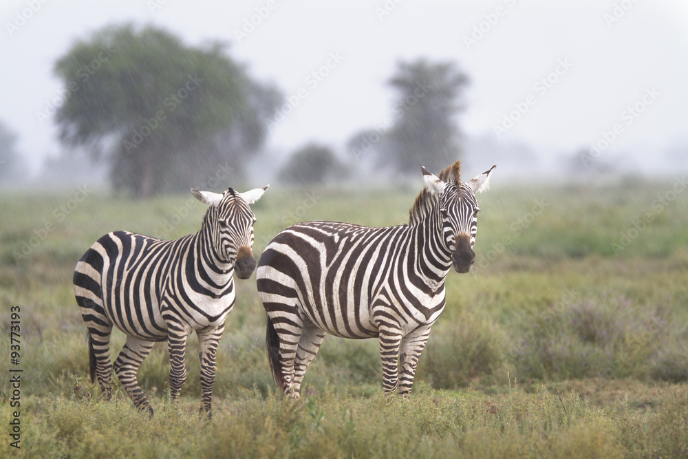 Portrait of two free wild zebra under the rain Portrait of two free wild zebra under the rain