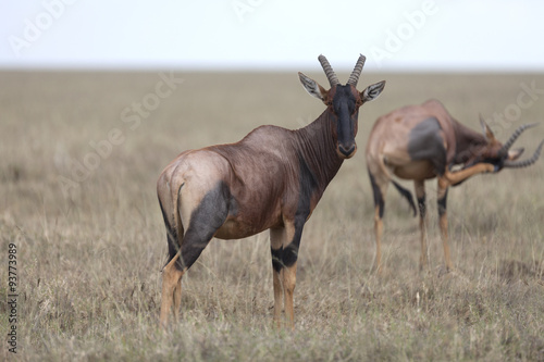 Portrait of east african topi antelope