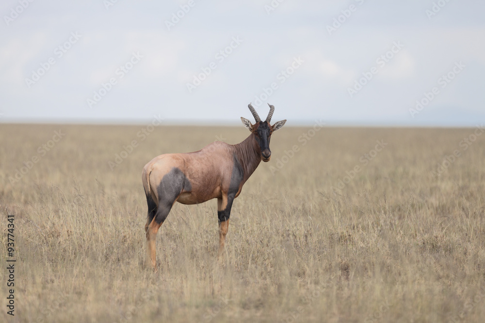 Portrait of east african topi antelope Portrait of east african topi antelope