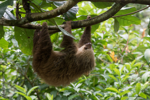 Sloth   Faultier 2 © Marco Kusch