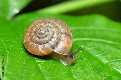 Schnecke kriecht übers Blatt