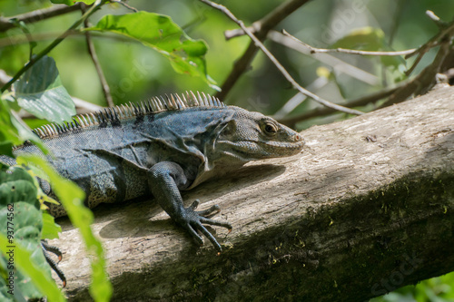 Black Iguana   Schwarzer Leguan 