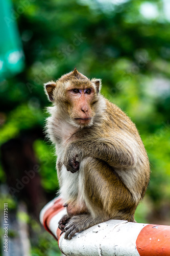Monkey on the railway, Lopburi Thailand.