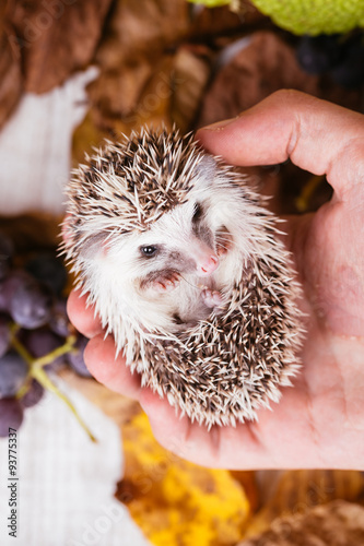 Cute African pygmy hedgehog baby in human hand.