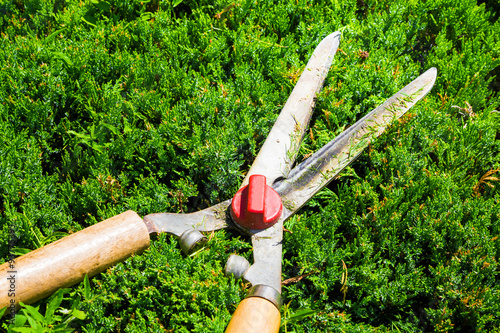 Gardening shears to trim hedges and bushes