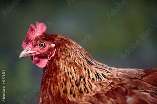 Chicken Portrait