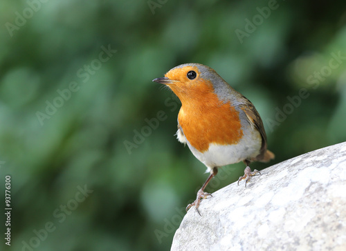 Close up of a Robin on a rock