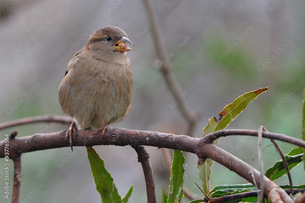 Obraz premium Kleiner Spatz im Busch