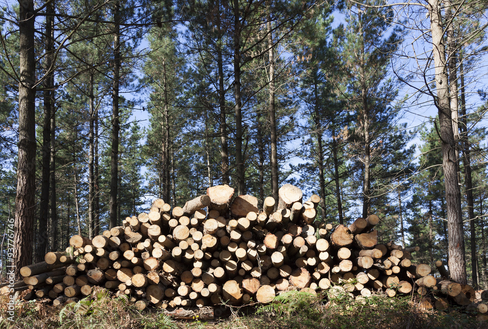 Pile of cut wood in the forest