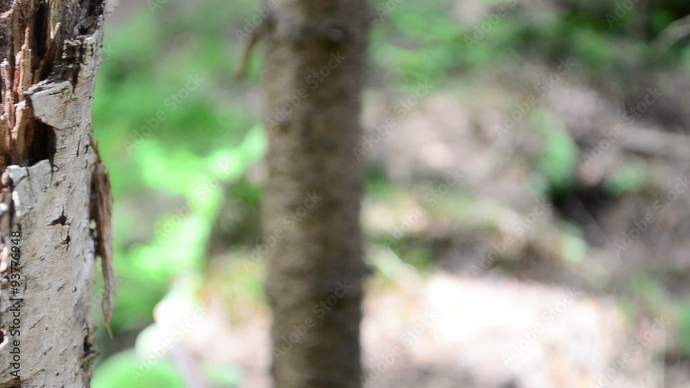 Shooting in the mountain wood. Slow motion. Shooting in the mountain wood. Slow motion.