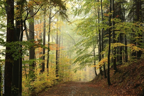 Path through the autumnal forest
