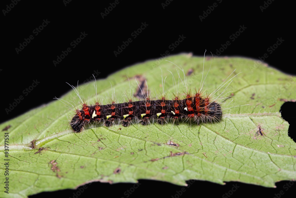 Golden Emperor moth caterpillar