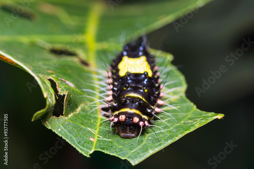 Erasmia pullchella caterpillar © teptong