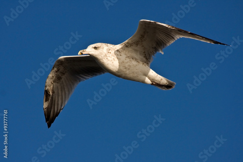 Young herring gull flying on the blue sky