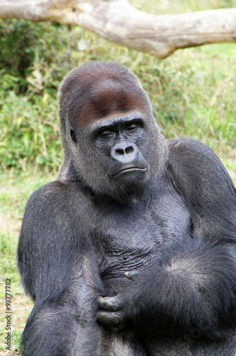Gorille des plaines mâle qui se gratte le bras