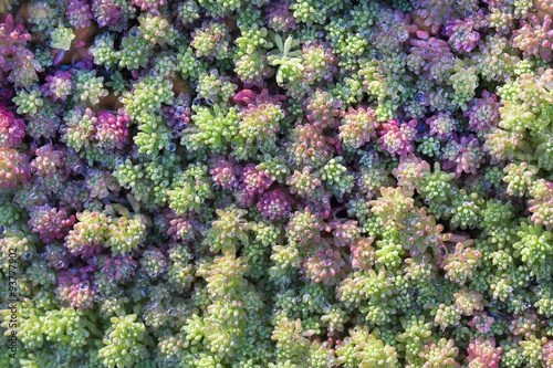 Background. Sedum autumn. photo