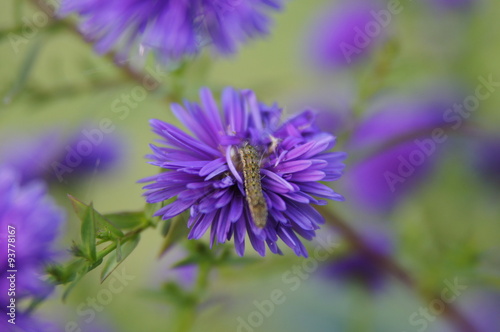 fleur violette avec un insecte