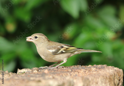 Close up of a female Chaffinch eating nuts on a tree stump