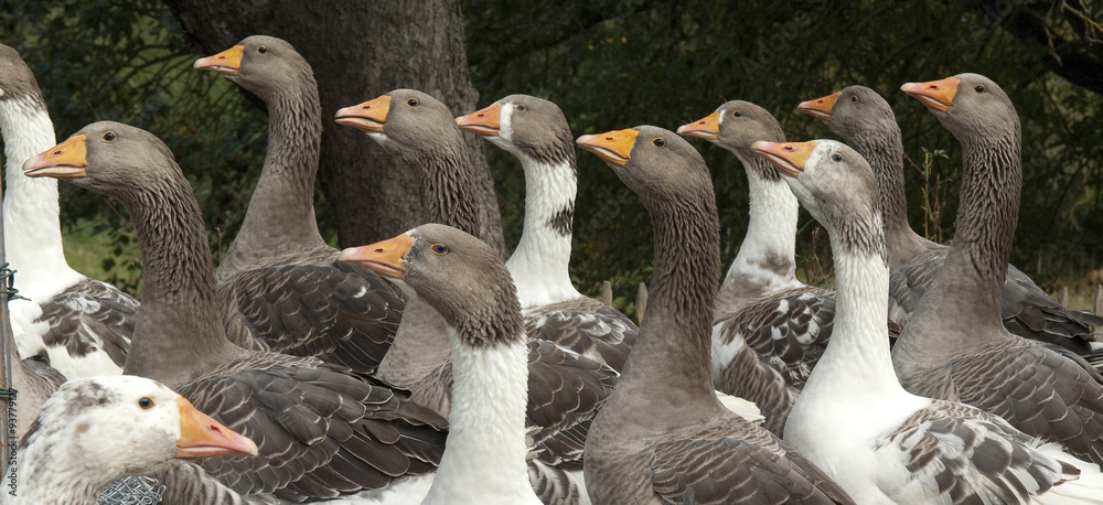 Obraz premium Pommerngaense
