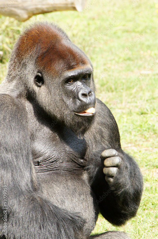 Gorille des plaines mâle dominant