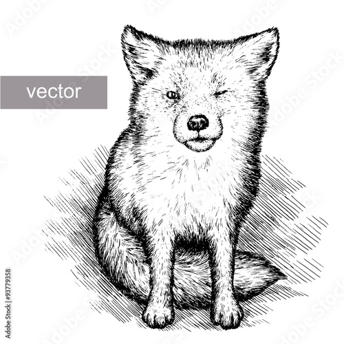 engrave fox illustration