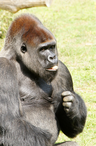 Gorille des plaines mâle dominant © JC DRAPIER