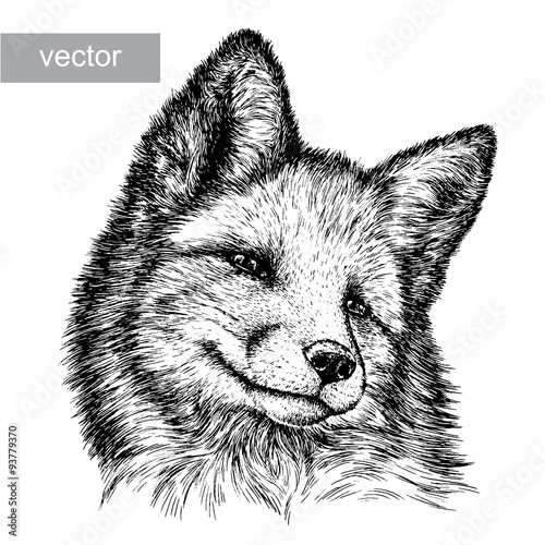 engrave fox illustration