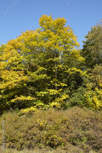 Fototapeta Naklejka Na Ścianę i Meble -  Waldrand im Herbst mit gelben und grünen Blättern