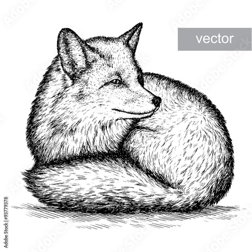 engrave fox illustration