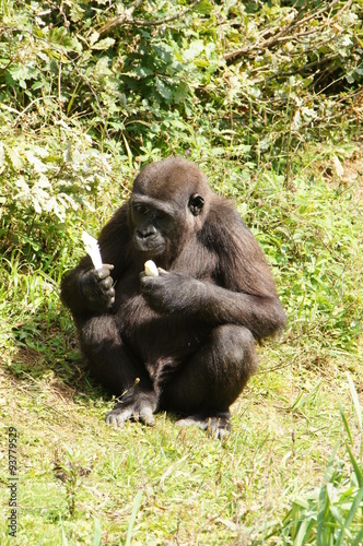 Jeune Gorille des plaines © JC DRAPIER