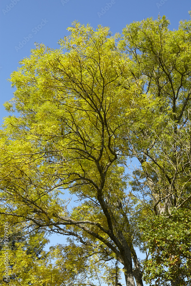 Fototapeta premium Herbstliche Baumkronen mit grünen und gelben Blättern