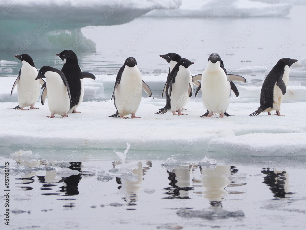 Fototapeta premium Adelie penguins on Antarctic Peninsula