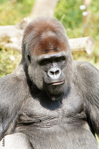 regard du Gorille des plaines mâle dominant © JC DRAPIER