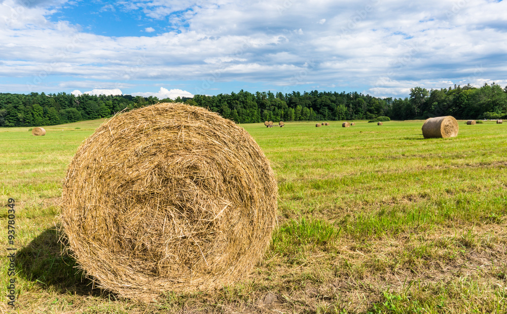 rolls of fresh mown hay in field ready for pick up and storage
