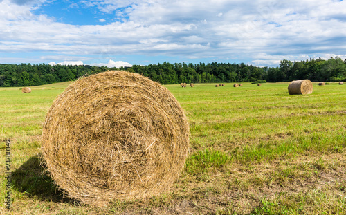 rolls of fresh mown hay in field ready for pick up and storage  