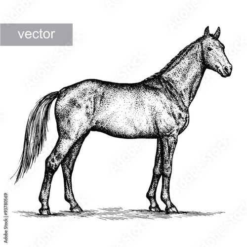 engrave horse illustration