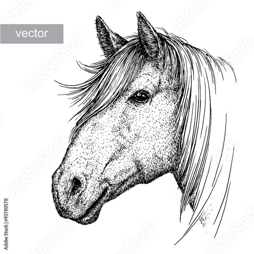 engrave horse illustration